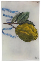 John Derian - Limon 267 9 x 14" Wall Tray