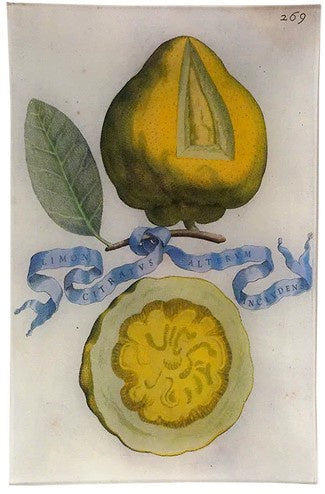 John Derian - Limon 269 9 x 14" Wall Tray