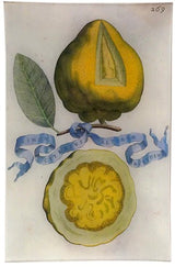 John Derian - Limon 269 9 x 14" Wall Tray