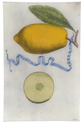 John Derian - Limon 307 9 x 14" Wall Tray