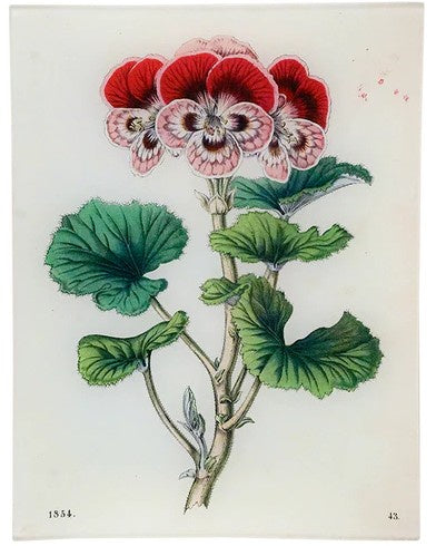 John Derian - Geranium 43 8 x 10.5" Rect. Tray