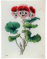 John Derian - Geranium 43 8 x 10.5" Rect. Tray