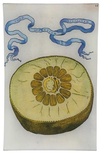 John Derian - Limon 441 9 x 14" Wall Tray