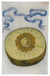 John Derian - Limon 441 9 x 14" Wall Tray