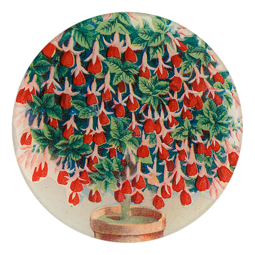 John Derian Scrapbook Fuchsia 5 3/4" Round
