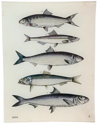 John Derian - 5 Fishes 8 x 10.5" Rect. Tray
