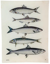 John Derian - 5 Fishes 8 x 10.5" Rect. Tray