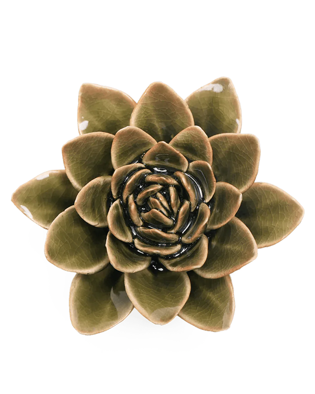 Chive Olive Green Echeveria
