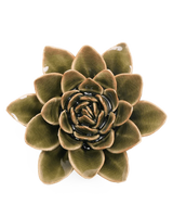 Chive Olive Green Echeveria