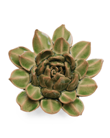 Chive EG12 Avocado Green Firecracker Succulent