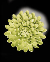 Ceramic Flower - Yellow Green Pompom Mum - EG43