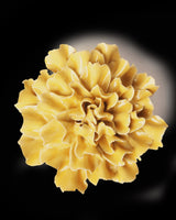 Ceramic Flower - Burnt Yellow Tundra Carnation EG48