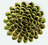 Ceramic Flower - Avocado Green Unicorn Zinnia - EG20