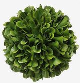 Preserved Boxwood Mini Ball - 4"