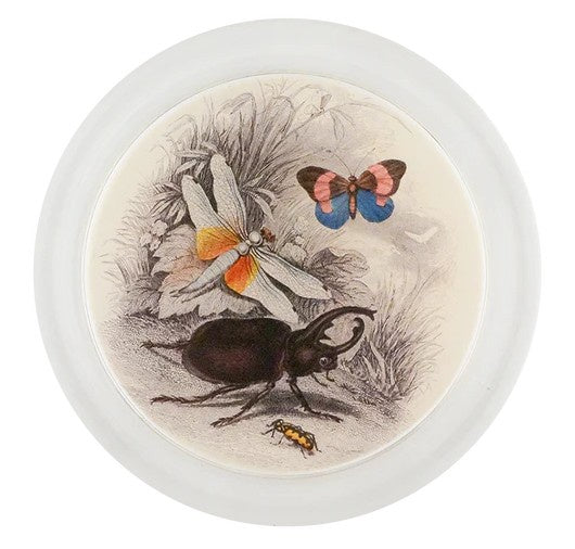 John Derian - Coaster - Butterflies with Beetle (Entomology)