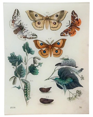 John Derian - Butterflies 24 8 x 10.5" Rect. Tray