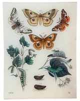 John Derian - Butterflies 24 8 x 10.5" Rect. Tray