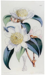 John Derian - Camellia Sasanqua (William Curtis Botanicals) 9.5" x 16.25" Rect. Tray
