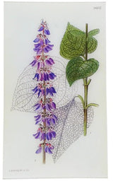 John Derian - Coleus (William Curtis Botanicals) 9.5" x 16.25" Rect. Tray