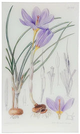 John Derian - Crocus Kotschyanus  9.5" x 16.25" Rect. Tray