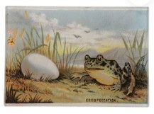 John Derian - Tray 3.5 x 5 - Eggspectations