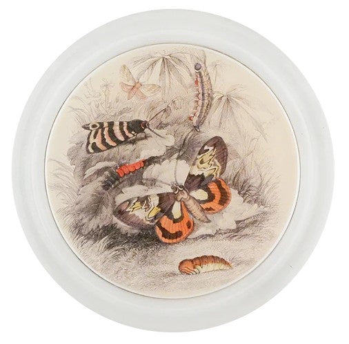 John Derian - Coaster - Butterflies with Insects (Entomology)