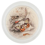 John Derian - Coaster - Butterflies with Insects (Entomology)