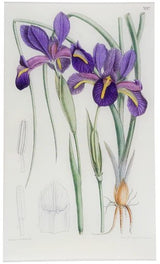 John Derian - Iris (Xiphion) (William Curtis Botanicals) 9.5" x 16.25" Rect. Tray