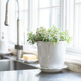 https://www.janeleslieco.com/products/juliskia-berry-thread-whitewash-5-25-planter