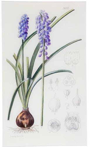 John Derian - Muscari Armeniacum
