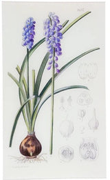 John Derian - Muscari Armeniacum