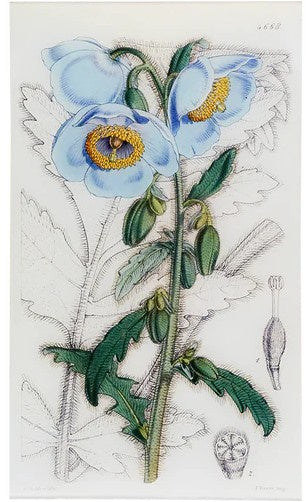 John Derian - Meconopsis (William Curtis Botanicals) 9.5" x 16.25" Rect. Tray