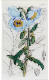 John Derian - Meconopsis (William Curtis Botanicals) 9.5" x 16.25" Rect. Tray