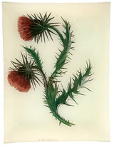 John Derian - Musk Thistle 8" x 10.5" Rect. Tray