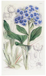 John Derian - Myosotidium (William Curtis Botanicals) 9.5" x 16.25" Rect. Tray