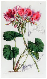 John Derian - Pelargonium Endlicherianum