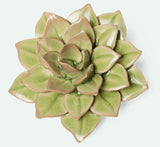 Ceramic Flower -  Peridot Green Fairy Echeveria - EG10