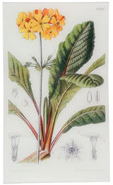 John Derian - Primula Bulleyonia (William Curtis Botanicals) 9.5" x 16.25" Rect. Tray