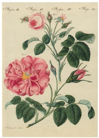 John Derian - Rose III Card With Envelope (Pack of 6)
