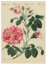 John Derian - Rose III Card With Envelope (Pack of 6)