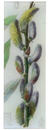 John Derian - Salix Gracilistyla 4.5 x 12" Rect. Tray