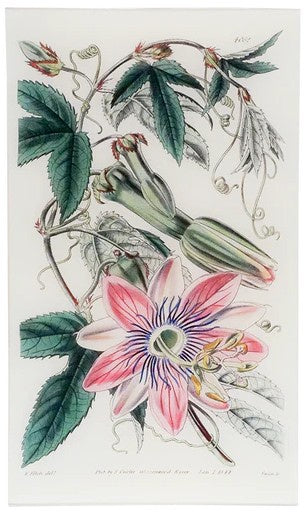 John Derian - Tacsonia Pinnatistipula (William Curtis Botanicals) 9.5" x 16.25" Rect. Tray
