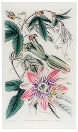John Derian - Tacsonia Pinnatistipula (William Curtis Botanicals) 9.5" x 16.25" Rect. Tray