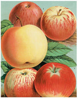 John Derian - Tray - 11 x 14 - The Apples (p332)