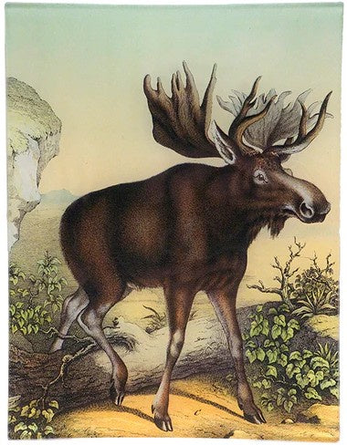 John Derian - Tray - 8 x 10.5 - Coco Moose C.